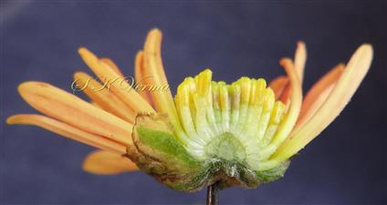  Capitulum with conic receptacle